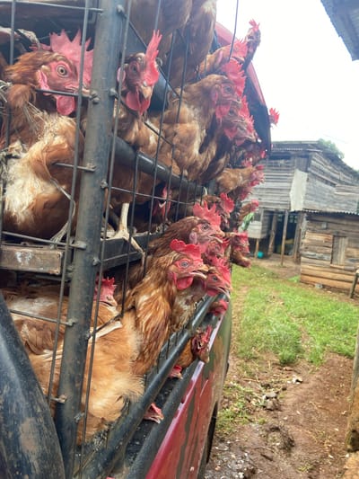This heavily tilted, low-angle photograph captures a dense group of brown and reddish-brown chickens confined within black metal cages. The cages are loaded onto what appears to be the bed of a red and black utility vehicle, visible along the right side of the frame.

Numerous chickens are visible, with many of their heads, distinct red combs, and wattles protruding from between the metal bars. Several birds gaze directly towards the camera with wide, alert eyes, conveying a sense of curiosity or slight apprehension. Their feathers appear somewhat disheveled, consistent with being in transit or confined.

The background depicts a rustic outdoor setting under a bright, overcast sky. Weathered wooden buildings, resembling shacks or simple farm structures, are visible. The ground beneath these buildings and the vehicle is a mix of muddy earth and patches of green grass, suggesting damp conditions, possibly after rain.

The primary activity shown is the transportation of poultry, indicative of an agricultural operation in a rural area like Ruchu ward, Kenya. No human figures are explicitly visible, but their involvement in caging and moving the livestock is implied. The diffuse lighting suggests it is daytime. There is no visible text in the image. The unusual, tilted perspective emphasizes the crowded nature of the chickens within their cages and adds a dynamic quality to the scene.