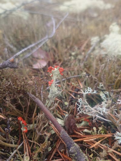 The image shows a close-up view of lichen and other small plant matter on the forest floor. The lichen is varied in color and texture, with some appearing pale green and white and others having a darker, almost greyish hue. Several small, bright red structures are visible, clustered on some of the lichen. These red structures appear to be reproductive parts of the lichen. The ground is covered with pine needles and other organic debris. The overall scene suggests a damp, natural environment. The focus is tight on the lichen, with some areas of the background blurred, creating a shallow depth of field. There is no visible text in the image. The scene is likely taking place outdoors, given the presence of natural elements like lichen and pine needles. The lighting suggests it might be daytime, but without further context, it's difficult to determine the exact time or weather conditions. The location context provided is Suru, Estonia.