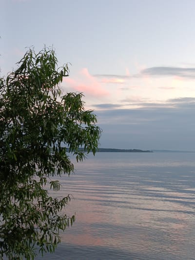 This is a vertical, eye-level, medium shot photograph of a body of water with a tree in the foreground and a hazy distant shoreline under a pale sky at dusk. The tree, on the left of the frame, is dark green with long, slender leaves and branches that hang downwards. Its foliage obscures a portion of the water and sky. The water is calm with gentle ripples reflecting the soft hues of the sky, appearing as horizontal lines of muted pink, gray, and blue. In the far distance, a dark, low-lying shoreline with hints of structures is visible, becoming progressively hazier with distance. The sky is a soft gradient of pale blue at the top, transitioning to grayer clouds with streaks of pink and yellow near the horizon. The overall lighting suggests late evening or early morning, with a serene and tranquil atmosphere. The scene is devoid of people or discernible actions.