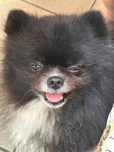 A close-up, eye-level shot focuses on the face of a black and tan Pomeranian dog. The dog is looking directly at the camera with its mouth slightly open, its pink tongue visible. Its fur is thick and fluffy, with a white ruff around its neck and chest. The background appears to be a light-colored tiled floor. The image does not provide any information about the location in Voronezhskoye-2, Russia.