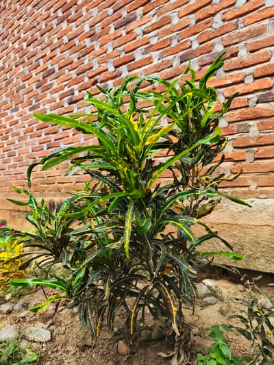 The image displays an outdoor scene in Teumpokteungku, Indonesia, focusing on a variegated plant against a brick wall. The primary subject is a dense, leafy plant, identified as a type of croton (Codiaeum variegatum), rooted in the foreground. Its numerous lanceolate leaves exhibit a prominent dark green coloration with irregular yellow mottling and veining, particularly concentrated on the upper foliage. The plant appears approximately 0.5 to 0.7 meters in height. It is situated in dry, light brown soil mixed with scattered small gray and brown pebbles and sparse, smaller green vegetation. Behind the plant, occupying the upper two-thirds of the frame, is a red-orange brick wall, constructed with light gray mortar lines that are irregularly spaced and applied. The wall's texture indicates individual bricks laid in a horizontal pattern. The lighting suggests an outdoor environment during daylight hours. No individuals, animals, or active interactions are present in the scene.