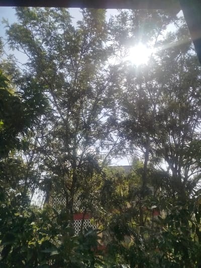 The image presents an outdoor scene dominated by dense green foliage and numerous tree branches. Bright, direct sunlight is a prominent feature, originating from the upper right portion of the frame, creating visible sun rays and a lens flare. This strong backlighting causes many of the tree leaves and branches to appear somewhat silhouetted against the bright, clear sky.
Through the gaps in the vibrant green canopy, a building is partially visible in the mid-ground. The building has a sloped roof, possibly tiled, and a wall section that appears reddish-orange or terracotta-colored. A distinctive white, patterned architectural element, resembling latticework or decorative blocks, is visible on this wall.
The time of day is clearly daytime, given the intense sunlight and bright sky. The weather appears clear and sunny. No people or specific activities are visible in the frame, emphasizing the natural environment and the partially obscured building. The top edge of the image shows a dark, horizontal border, which may be part of a window frame or an overhang. The overall impression is one of a lush, sun-drenched natural setting with a building nestled within or behind the trees in Keekonyokie ward, Kenya. No visible text is present.