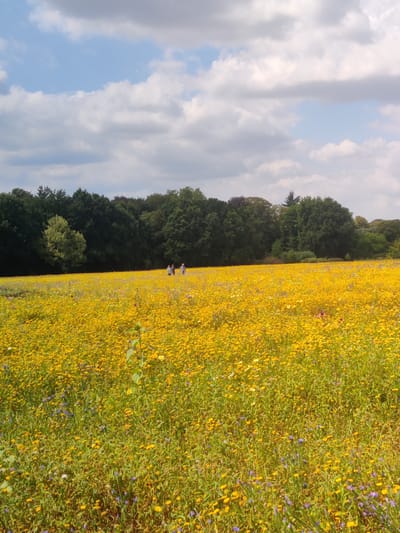 This is a wide-angle, eye-level, outdoor shot of a dense field of yellow wildflowers in Isselburg, Germany, under a partly cloudy sky. The field is teeming with small yellow blossoms, interspersed with patches of green grass and some sparse purple flowers. In the background, a dark, dense line of trees forms a natural border to the meadow. A single, tall stalk with a large leaf stands prominently in the foreground, slightly off-center to the right. Further back, in the middle ground, three individuals are walking together, appearing as small figures against the vast expanse of flowers. They are heading towards the right side of the frame. The sky above is a mix of light blue patches and large, white, fluffy clouds. The scene conveys a sense of natural beauty and open space.