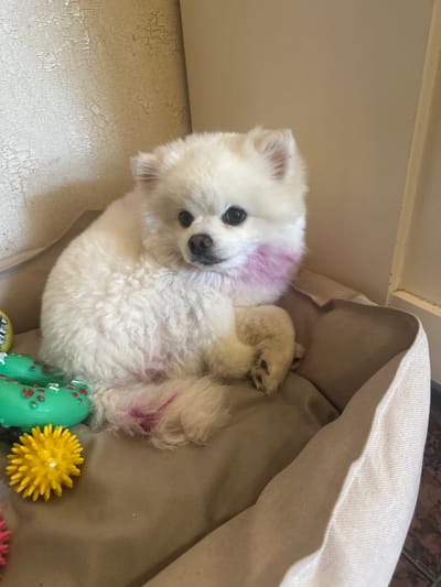 A white Pomeranian dog is lying in a tan dog bed. The dog has pinkish-purple coloring on its cheek and a patch of similar coloring on its hindquarters. Several dog toys are visible in the bed, including a green toy with red circles, a yellow spiky ball, and a pink spiky ball. The background consists of a textured, light-colored wall and a light brown surface that appears to be a wall or door frame. The image appears to be taken indoors.