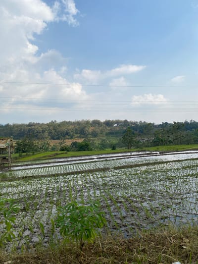 A wide shot captures a rural landscape in Kresek, Indonesia, dominated by flooded rice paddies stretching into the distance under a partially cloudy blue sky. The foreground features newly planted rice seedlings emerging from the muddy water, with a few larger green plants growing in the lower right corner. Rows of young rice plants are neatly arranged across the flooded fields, reflecting the sky.

In the mid-ground, a small, dilapidated wooden structure with a thatched roof stands on the left, partially obscured by vegetation. Beyond the paddies, a dense, lush green forest covers rolling hills, with hints of terraced fields visible within the treeline. Power lines stretch horizontally across the upper portion of the frame. The overall scene is one of agricultural activity and natural beauty, typical of rural Indonesian landscapes. No people are visible in the image.