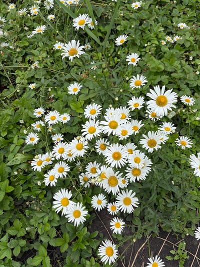 A ground-level, close-up, vertical shot captures a dense patch of blooming daisies with bright yellow centers and white petals, interspersed with lush green foliage, likely from strawberry plants, common in the Lyambir' region of Russia. The background is a blur of more daisies and greenery, with hints of dry twigs and dark soil. No people or animals are visible. The overall impression is of a natural, uncultivated garden or meadow.