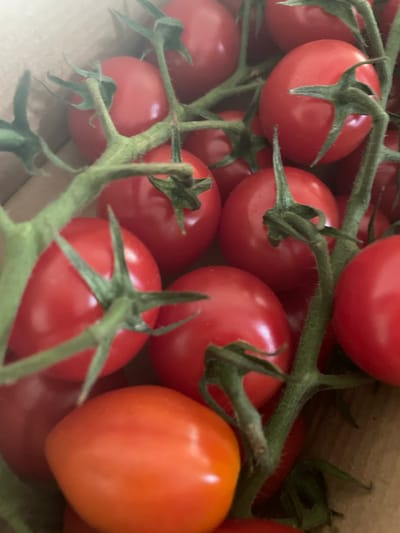 This media file is a close-up, overhead shot of several ripe tomatoes still attached to their vines. The tomatoes are a vibrant red, with one in the foreground appearing more orange-red. They are clustered together on green, fuzzy stems. The background is blurred, showing hints of brown cardboard, suggesting the tomatoes are in a box or container. The lighting is soft and diffused, indicating it may be natural light, possibly indoors. There is no visible text in the image. The scene evokes a sense of freshness and natural produce, with the focus on the texture and color of the tomatoes. The details of the stems and calyxes are clearly visible, highlighting the natural state of the fruit. The overall impression is one of abundance and a simple, wholesome harvest.