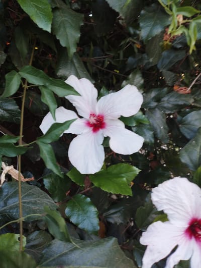 A close-up shot captures two white hibiscus flowers with deep pink centers, nestled amongst lush green foliage. One flower is in sharp focus in the upper left portion of the frame, its delicate petals unfurling to reveal the vibrant crimson interior. The second flower, partially visible in the lower right, is also white with a similar pink hue at its core, though its details are softened by the background's depth of field. The surrounding leaves are a mix of deep green and darker, shadowed tones, creating a natural and somewhat wild setting. A thin, vine-like tendril snakes down the left side of the image, adding to the organic feel. The lighting suggests it could be daytime, with natural light illuminating the flowers and casting shadows that highlight the textures of the leaves and petals. The scene evokes a sense of natural beauty and tranquility, likely found in a garden or natural outdoor space in Binyamina - Givat Ada, Israel. There is no visible text in the image.