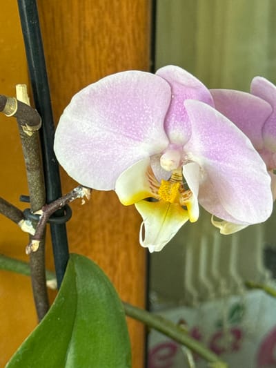 A close-up shot focuses on a light purple orchid blossom with yellow and white accents, set against a blurred background. The orchid's petals are delicate and have a speckled texture. The flower is supported by a dark stem that is partially visible, along with a green leaf in the lower left corner. The background consists of a warm-toned wooden surface on the left and a hazy, light-green area with vertical lines on the right. There is no discernible location in the city of Veselina, Bulgaria, or any indication of human activity.