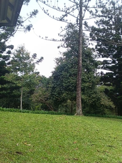 The scene depicts an outdoor landscaped area within the city of Tah, Vietnam. The foreground is composed of a manicured expanse of vibrant green grass, gently sloping upward, with scattered brown leaves visible on its surface. No individuals or animate subjects are present.
The midground transitions into a dense line of diverse trees and foliage. A tall, slender tree with textured, light grey bark stands vertically in the right-center, its upper branches extending against the sky. To its left, a large, dark green tree with a full canopy is prominent. Further left, a thinner tree with lighter green leaves and a pale trunk is visible. Dense, dark green coniferous trees flank both the left and right sides of the background. A low band of dark green, broad-leafed shrubs or plants marks the boundary between the grass and the treeline. An older, gnarled tree with exposed, twisted branches is situated in the left-center background.
The upper portion of the image is dominated by an overcast, bright white sky, visible through gaps in the tree canopy. A dark-colored eave or roof section of a man-made structure is visible in the upper-left corner of the frame. No actions or interactions are explicitly observed within the static environment, which combines managed green space with natural tree growth.
