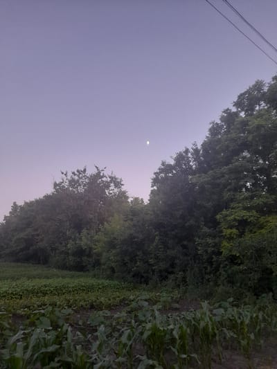 The image depicts a natural outdoor scene with a soft, hazy atmosphere, suggesting either early morning or late evening. The sky is a muted, pale purple, with a small, crescent moon visible in the upper left quadrant.
Dominating the right side of the frame is a dense line of lush green foliage. This appears to be a combination of trees and other vegetation, with some plants resembling corn stalks in the foreground on the far right. The trees are tall and full, with dark green leaves that create a thick canopy. A single strand of wire, possibly a power line, is visible stretching diagonally across the upper left portion of the sky.
The overall impression is one of a rural setting, likely a field or roadside lined with trees, in Kliushnykivka, Ukraine. The dim lighting and soft focus give the image a tranquil and somewhat serene mood, characteristic of twilight hours. There is no text or discernible activity taking place.