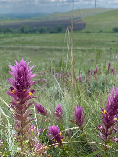 The image captures a field of purple flowers with yellow accents, possibly in Ziyanchurino, Russia, given the hint. The flowers are in the foreground, with a prominent stalk of purple blooms in the left-center of the frame, showing intricate petal structures and small yellow markings. The background consists of rolling green hills and fields, with patches of darker soil and some trees in the distance. The sky is overcast with a soft, diffused light. The overall scene depicts a natural, rural landscape.