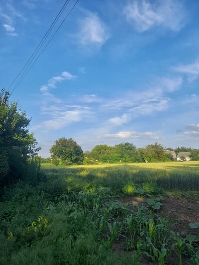 This vertical, outdoor, daylight photograph captures a rural scene in Kliushnykivka, Ukraine. The sky is a vibrant blue, dotted with wispy white clouds, suggesting fair weather. Three parallel dark power lines stretch diagonally across the upper left portion of the frame, supported by unseen poles.
The foreground on the right is dominated by lush, green vegetation, appearing as dense foliage and tall grass. Further into the scene, a field of golden-yellow grain, likely wheat or barley, stretches from left to right, its texture finely detailed. Beyond the grain field, a row of lush green trees forms a natural border. Peeking above the trees on the far right are the roofs of buildings, hinting at a nearby settlement or farm. The ground adjacent to the grain field on the right appears to be cultivated soil, with some rows of young corn plants growing.
The overall impression is one of a serene, agricultural landscape under a bright, clear sky. There are no people visible, nor any specific activity taking place, contributing to a tranquil and natural atmosphere. The sunlight appears to be casting shadows and highlighting the textures of the plants and clouds. The time of day is likely late morning or afternoon, given the brightness and the angle of the light. No text is visible in the image.