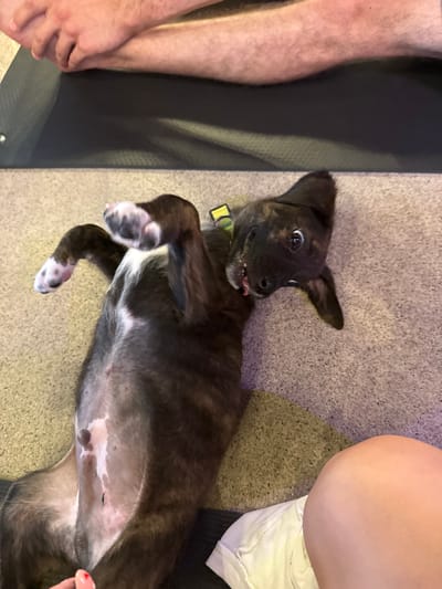 An indoor scene in East Naples, United States of America, depicts a brindle and white dog lying on its back on a light brown textured carpet. The dog, appearing to be a puppy, has predominantly dark brindle fur with white markings on its chest, belly, and paw tips. Its head is turned towards the viewer, displaying wide, dark eyes and a slightly open mouth with a pink tongue protruding. A yellow-green collar is visible around its neck. All four of the dog's paws are curled inwards.
In the upper portion of the frame, the lower legs and forearms of an individual with light-toned skin are visible, positioned on a dark gray yoga mat. The individual's legs are crossed at the ankles. At the bottom right, the lower thigh and knee of a second individual, also with light-toned skin, are present, with a piece of white fabric (likely clothing) partially visible beneath the leg. A hand with red-painted fingernails is barely visible at the bottom left corner, near the dog's rear. The lighting is ambient and consistent with an indoor setting.