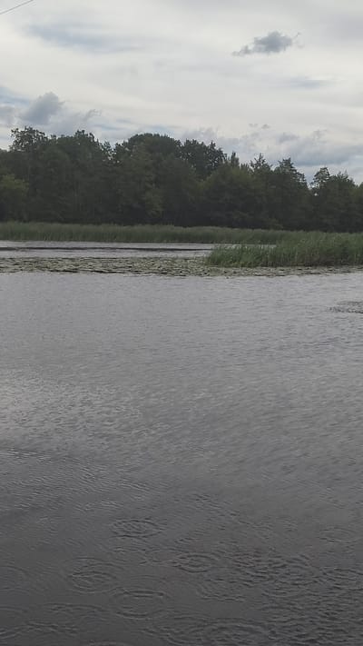 The image depicts a calm body of water with a dense line of trees forming the horizon. The sky is overcast with a mix of gray clouds. The foreground is dominated by the dark, rippling surface of the water, with faint patterns suggesting gentle currents or possibly raindrops. In the middle ground, a band of green reeds lines the edge of the water, interspersed with patches of lily pads. Beyond the reeds, a thick forest of dark green trees stretches across the landscape. The scene appears to be a natural environment, likely a lake or river, under a cloudy sky. No people or specific man-made structures are visible. The image's description is general and does not contain specific information about the city of Ramon, Russia.