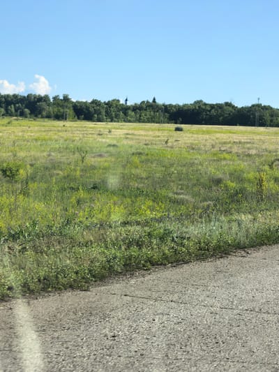 A wide, low-angle outdoor shot shows a rural scene under a clear blue sky with a few wispy clouds. In the foreground, a cracked asphalt road stretches diagonally from the bottom left towards the bottom right, partially obscuring a lush, green meadow that occupies the majority of the frame. The meadow is dotted with scattered wildflowers, predominantly yellow and purple, with taller green grasses and bushes interspersed throughout. In the middle ground, a dense line of trees forms a natural barrier, their dark green foliage contrasting with the lighter tones of the meadow. Peeking above the treeline on the far right, a blue-domed building with a cross atop it is visible, suggesting a religious structure. Thin, dark vertical poles, possibly utility poles, are scattered throughout the treeline and the meadow. The overall impression is one of a tranquil, natural landscape.