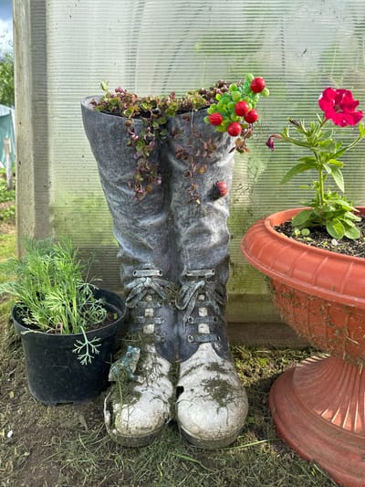 The image shows a creative garden planter made from an old pair of boots, filled with various plants. The boots are gray and have laces, and they are positioned upright as if someone were wearing them. Small red berries are visible on some of the plants, along with green foliage. To the right of the boots, there is a black pot containing a green, feathery plant, possibly dill.
In the background, a corrugated plastic greenhouse structure is visible, suggesting the setting is outdoors, perhaps in a garden or allotment. Two large terra cotta pots are also present, one partially filled with soil and a plant with a bright pink flower. The ground is covered with grass and soil.
The scene appears to be set during the daytime, with bright lighting. There are no people in the image. The overall mood is peaceful and suggests a gardener's personal touch. No visible text is present in the image. The location is identified as Piriutino, Russia.