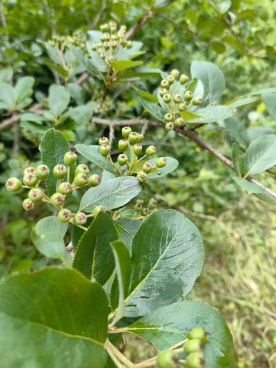 A close-up, eye-level shot captures a branch of a plant with clusters of small, green berries against a blurred backdrop of green foliage and grass. The berries, some with dark red tips, are arranged in bunches, with some appearing to be recently watered, as indicated by water droplets on the leaves. The image is centered on the berries and leaves, with the surrounding vegetation out of focus. The location is identified as Квант-88 Снт, Russia, suggesting an outdoor, possibly garden or natural environment. There are no people or discernible actions taking place. The focus is solely on the plant's natural state.