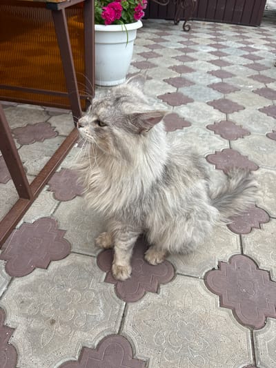 A long-haired gray cat is sitting on patterned paving stones in front of a brown metal structure with amber-colored translucent panels. A white pot containing pink flowers is visible to the left of the cat. The scene appears to be outdoors, possibly a patio or courtyard. The cat is looking to the left with its mouth slightly open. The paving stones are a mix of light gray and reddish-brown, with a floral-like pattern in the center of the lighter stones.