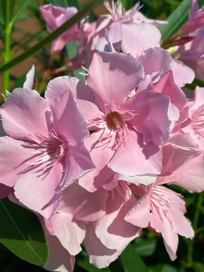 A close-up, vertical, outdoor shot showcases a cluster of vibrant pink oleander flowers. The blossoms, some fully open and others in bud, are the primary focus. Sunlight casts distinct shadows across the delicate petals, highlighting their texture and the subtle variations in pink hue. Green leaves and stems of the oleander plant are visible in the background, providing a natural, organic setting. The image is devoid of any human presence or man-made structures, suggesting a natural or garden environment. The origin of the image is unknown and cannot be determined within the city of La Línea De La Concepción, Spain, or any other specific location.