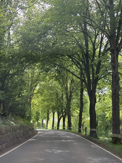 The image shows a tree-lined road in Reckange-sur-Mess, Luxembourg. The road curves gently to the right. Trees line both sides of the road, forming a canopy overhead. The road surface is asphalt. The trees have been marked in their midsections with white paint. A low stone wall runs along the right edge of the road. The sky is visible through the canopy of leaves.