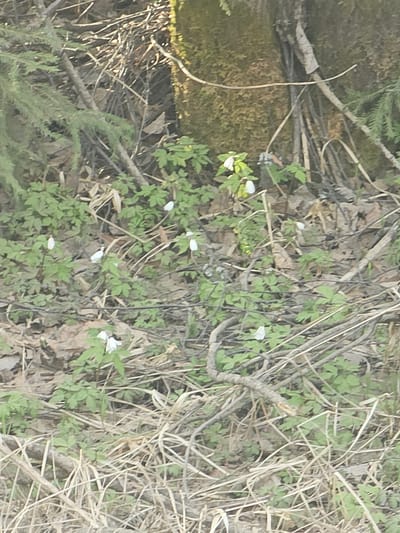 The image shows a ground-level scene of forest floor debris in Малая Уса, Russia. There are small white flowers interspersed among green foliage, fallen brown leaves, and dry sticks. A moss-covered object is visible to the left. The scene is naturally lit.