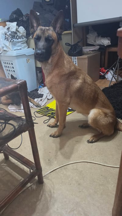 A tan and black Malinois dog lies on a linoleum floor in a cluttered room. The dog's head is near a blue plastic laundry basket overflowing with white bags and black clothing. Behind the dog are boxes, a black rug, and assorted items. A wooden table or chair frame is in the foreground. The setting is not identified as Magny-les-Hameaux, France.