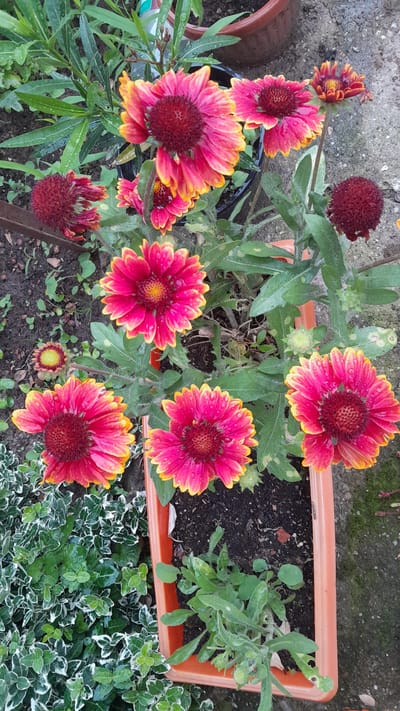 The image displays a close-up, high-angle view of several Gaillardia flowers, also known as Blanket Flowers, with vibrant pink and yellow petals and dark red centers. The flowers are situated in an orange rectangular planter filled with dark soil and some green foliage. Water droplets are visible on the petals of some of the flowers, suggesting recent watering or rain. The planter is placed outdoors on a grey concrete surface, with some dried soil and small green plants surrounding it. In the background, there is more greenery, including what appears to be a darker foliage plant and hints of a brown ceramic pot. The lighting suggests it is daytime, possibly overcast due to the soft shadows. The scene depicts a garden or patio setting in Leshnitsa, Bulgaria. There are no people or animals present in the image.