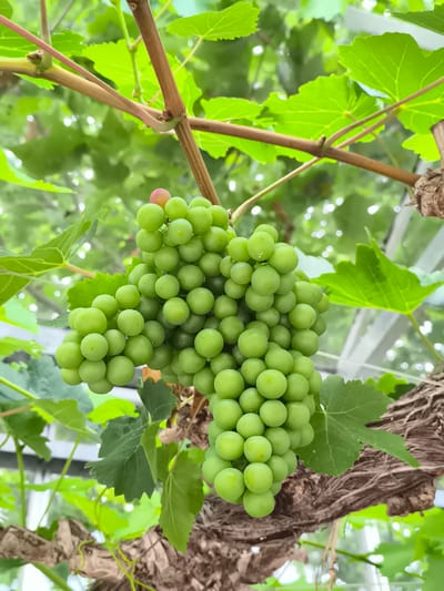 The image shows a close-up of a bunch of unripe green grapes hanging from a vine. The grapes are round and clustered together, with a single pinkish grape visible at the top of the bunch. The vine has woody brown stems and green leaves, some of which are in focus and some are blurred in the background. The overall environment appears to be a vineyard or greenhouse, with hints of man-made structures like beams or supports visible through the foliage and in the upper background. The lighting suggests it is daytime. The image does not contain any people or actions.