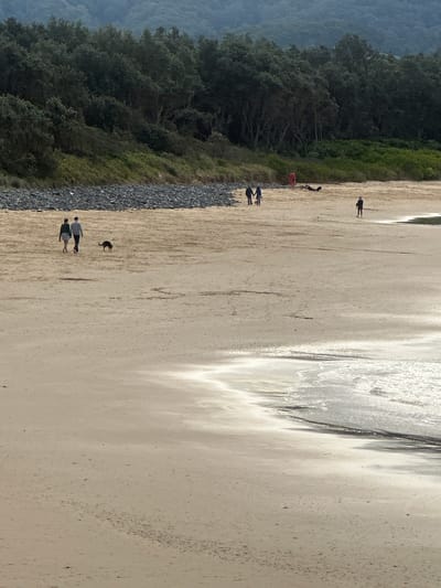 The image depicts a beach scene at an undisclosed location within Coffs Harbour, Australia. In the foreground, the wet sand reflects the light from the sky, with small waves gently lapping at the shore. The midground is a wide expanse of dry, light-colored sand, where several individuals are visible. Two people, a woman in a light-colored top and skirt, and a man in a grey sweater and dark trousers, are walking together with a black dog. Further up the beach, a person in a red garment is standing, and another person is lying down in the sand. In the distance, a lone figure stands on the sand. The background features a dense line of trees, likely a coastal forest, with hills or mountains obscured by a misty haze. The overall impression is of a quiet, overcast day at the beach.