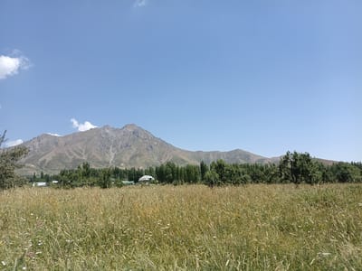 This is a wide-angle, landscape photograph taken on a clear, sunny day in Kalaynay, Tajikistan. The foreground is dominated by a field of tall, dry grass interspersed with small white and pink wildflowers. In the midground, a line of lush green trees forms a dense forest, behind which several buildings with white roofs are visible. A single, large, mature tree stands prominently to the right of the frame, its branches spread wide. The background features a majestic, rugged mountain range with scree-covered slopes, illuminated by the bright sunlight. The sky above is a vast expanse of clear, pale blue with a few wispy white clouds scattered on the left side.