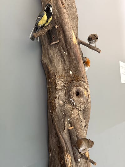 A taxidermy display is depicted in Vavřinec, Czechia, featuring a vertically mounted section of a tree trunk against a uniform grey wall. Four taxidermied birds are positioned on the trunk and its attached branches. At the upper left, a Great Tit (Parus major) with yellow, black, and white plumage is perched on a protruding branch. Towards the upper right, a small, mottled brown bird is perched, facing away from the viewer. Below it, a European Robin (Erithacus rubecula) with an orange breast and face is partially visible, perched behind a branch. At the lower right, a small brown bird with a lighter underside is perched on a thin branch, which is secured to the trunk by a visible silver screw. The tree trunk exhibits textured brown bark, several small branches, and a prominent circular knot or cavity in its central section. A partially visible white rectangular sign with text is present on the right side of the grey background.