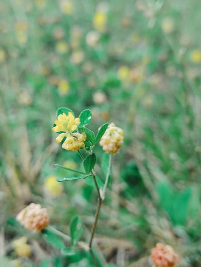 A close-up, shallow depth of field photograph captures a cluster of small, yellow and pink flowers amidst a blurred green background, suggesting a natural setting like a meadow or field. The main subject, a yellow flower with visible petals and green leaves, is in sharp focus, while other flowers and foliage are out of focus. The lighting appears soft and natural, possibly from an overcast day or late afternoon. The scene is devoid of any human presence, animals, or man-made structures. The image depicts a serene, botanical moment in nature, likely taken in a rural or semi-rural location. The mention of Łomna-Las, Poland, places the potential origin of this scene in a specific geographic context, suggesting a natural area within or near this Polish locality.