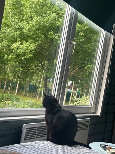 A black cat sits on a bed, facing a large window. Outside the window, there is a dense forest with birch trees and green foliage. The cat is looking out at the trees. The room appears to be a bedroom, with a radiator visible below the window. The interior walls are made of dark wood. The lighting suggests it is daytime, with sunlight filtering through the trees and window.