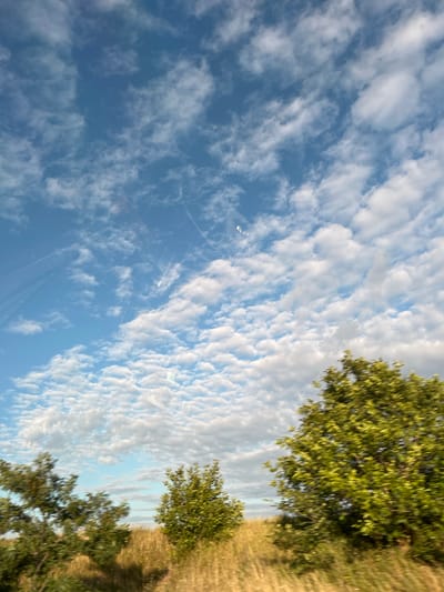 The image depicts a bright, cloudy sky over a landscape with trees and dry grass. In the sky, there are contrails, suggesting the presence of aircraft. The foreground shows blurred green foliage from trees, indicating movement or a photograph taken from a moving vehicle. The dry, golden grass suggests a rural or natural setting. The scene is observed from a low angle looking upwards towards the sky. There are no people or specific man-made structures visible in the immediate environment. The overall impression is of a natural landscape under a dynamic sky, possibly observed during daylight hours.