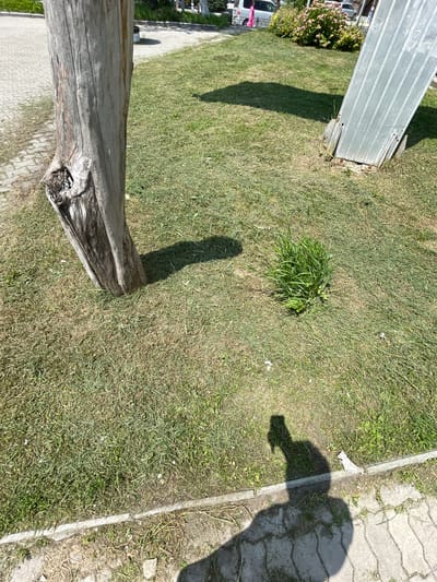 The image shows a close-up view of a grassy area with a rough, weathered tree stump on the left and a metallic object leaning into the frame from the right. The ground is covered in patchy green grass, with some dry blades and sparse weeds. The tree stump appears to be gray and textured, with a visible knot hole. The metallic object is corrugated and appears to be a portion of a fence or barrier, showing signs of rust and damage at its base, where it meets the ground. A dense clump of bright green grass grows in the middle of the scene, contrasting with the sparser surrounding vegetation. In the background, a paved walkway is visible, with a hint of buildings and foliage. The shadow of a person holding a camera is cast on the ground in the lower right portion of the image, indicating that the photograph was taken outdoors on a sunny day. The location is identified as Spassk-Dal'nij, Russia.