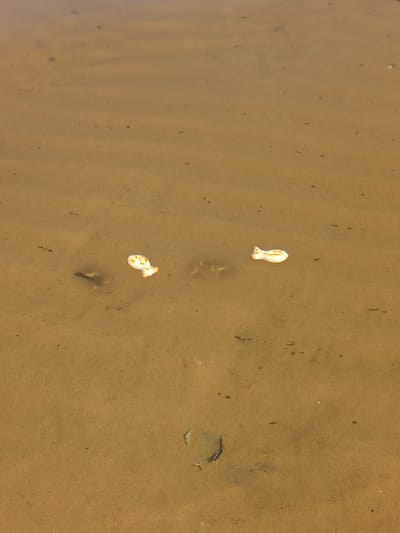 The image depicts a shallow body of water with a visible sandy or muddy bottom. The water has a brownish-yellow tint but is sufficiently clear to reveal details on the submerged surface. Two distinct, white, fish-shaped objects are centrally positioned on the bottom. The object on the left is slightly smaller and appears predominantly white with light brown mottling, while the object on the right is marginally larger, exhibiting more pronounced orange-brown markings on a white base. Both objects possess a textured, somewhat irregular surface. The surrounding bottom is a uniform light brown, sparsely dotted with dark specks and small fragments of organic detritus. The water surface above is calm, reflecting ambient light without showing any specific details. No individuals, structures, or identifiable geographical markers confirming the location as the city of Podborov'e, Russia, are present in the scene.