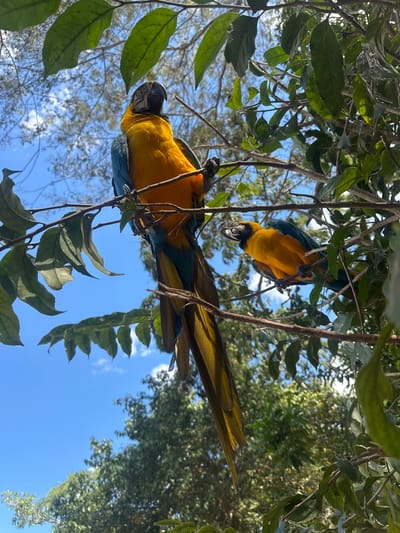 This is a close-up, eye-level shot of two Blue-and-yellow Macaws perched on tree branches, with a bright blue sky and lush green foliage in the background. The macaw in the foreground is larger and more prominent, facing left with its head tilted up. Its vibrant yellow chest and neck contrast with its blue wings and tail feathers. The second macaw, partially obscured by leaves, is visible to the right and slightly behind the first, also perched on a branch. Both birds appear relaxed and natural in their arboreal environment. The scene is outdoors, likely in a tropical or subtropical setting, possibly a park or nature reserve. The lighting suggests it is daytime with clear skies.