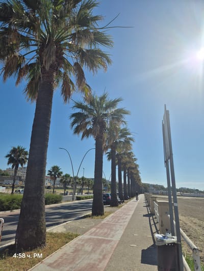 The image depicts a street lined with palm trees in Barletta, Italy. A paved walkway with a reddish-pink stripe runs alongside the street, separated by a strip of grass. Beyond the walkway is a sandy beach area with a metal railing and concrete posts. The sky is clear and blue, with the sun shining brightly, casting long shadows from the palm trees. Several buildings are visible in the background, suggesting an urban or coastal setting. A person is seen cycling on the walkway in the distance. There are also streetlights and a trash receptacle visible. The timestamp "4:58 Ч. PM" is present in the lower left corner.