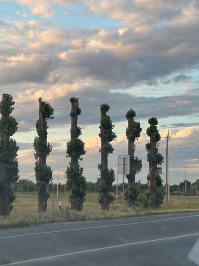 A row of seven pollarded trees with lush green foliage clumped near their pruned tops stands on the grassy median of a road. The trees are uneven in height, with the tallest on the left. They are spaced irregularly along the roadside. The sky above is filled with dramatic, heavy clouds, tinged with pink and orange from the setting or rising sun, contrasting with patches of blue. The road in the foreground appears to be asphalt with a white dividing line. In the background, there are power lines, a utility pole, and distant vegetation. The overall scene suggests a rural or semi-rural setting in Zimovniki, Russia, possibly along a highway.