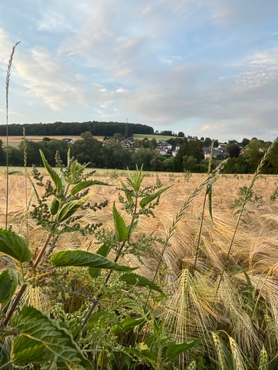 The image depicts a field of ripe wheat in the city of Neukirchen, Germany, under a sky with scattered clouds. In the foreground, a cluster of green plants, likely nettles, with visible seeds, partially obscures the view of the wheat field. The wheat stalks are golden and appear to be ready for harvest. In the background, a dense line of trees borders the field, beyond which a small village with houses and a prominent cell tower is visible nestled on a gently sloping hill. The lighting suggests it is late afternoon or early evening, with the sun casting a warm glow on the landscape. There are no people or animals visible in the frame.