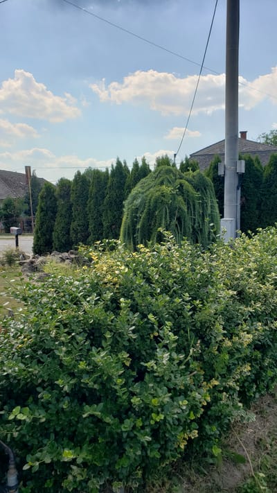 The image displays a suburban outdoor scene in Vyšné Nemecké, Slovakia, under a partly cloudy sky. In the foreground, a dense, manicured hedge with dark green leaves dominates the lower portion of the frame. Behind this hedge, a row of tall, conical evergreen trees stands in a line, forming a natural barrier. A unique weeping evergreen tree, with its branches cascading downwards, is positioned in the middle ground, nestled amongst the row of conical trees. Further in the background, more evergreen trees are visible, extending towards residential buildings with tiled roofs. A grey utility pole with attached equipment stands prominently on the right side of the image. A paved road and a mailbox are visible on the left, indicating a residential street. The ground in the foreground appears to be a mix of dirt and dry grass.