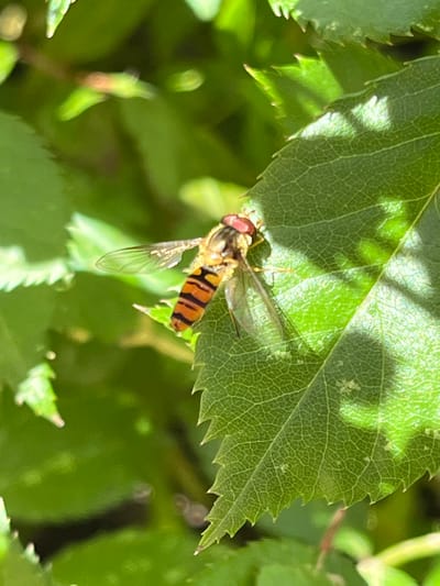 A hoverfly with yellow and black stripes rests on a green leaf with serrated edges. Sunlight casts dappled shadows across the leaf's surface, highlighting its intricate network of veins. In the background, other green foliage is blurred, suggesting a shallow depth of field. The scene is set in the city of Otyakovo, Russia.