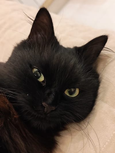 A close-up, eye-level, indoor shot focuses on the face of a black cat lying on a textured, beige surface. The cat's fur is dark and appears to be of medium length, with some strands catching the light. Its large, green eyes are prominent, with reflections visible in the pupils. The left eye, closer to the camera, is slightly more open than the right eye. The cat's nose is dark and small, positioned centrally. Long, white whiskers fan out from the sides of its muzzle. The background is soft and out of focus, suggesting a domestic setting. The image does not depict any specific location in Kalmykovo, Russia, or any human subjects or actions.