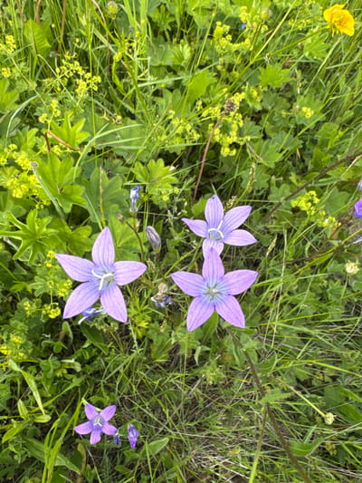 The image depicts a close-up, overhead view of wild flowers in a natural setting. The primary subjects are several bell-shaped, purple flowers with five pointed petals, each exhibiting delicate purple veins. One prominent flower in the lower center has a white stamen. To the upper left, a single, bright yellow buttercup stands out against the predominantly green foliage. The flowers are interspersed with lush green grass and smaller clusters of yellow wildflowers. The scene is one of natural abundance, with no signs of human intervention or activity.
The lighting suggests it is daytime, likely with overcast skies or dappled sunlight, as there are no strong shadows. The overall impression is one of a peaceful, verdant meadow or roadside verge. The specific location of Луптюг, Russia, implies a temperate climate during a period when these wildflowers are in bloom, likely late spring or summer. The image evokes a sense of natural beauty and tranquility. There is no visible text in the image.