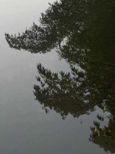 The image shows a reflection of trees in dark, rippling water, likely a pond or canal. The reflection is fragmented and distorted by the movement of the water, with dark, feathery shapes of foliage against a lighter, blurred background. Small, irregular specks are scattered across the surface of the water. The environment suggests an outdoor setting, possibly within a park or natural area. The specific location within Kalirancang, Indonesia is not evident from the visual information provided in the image itself.