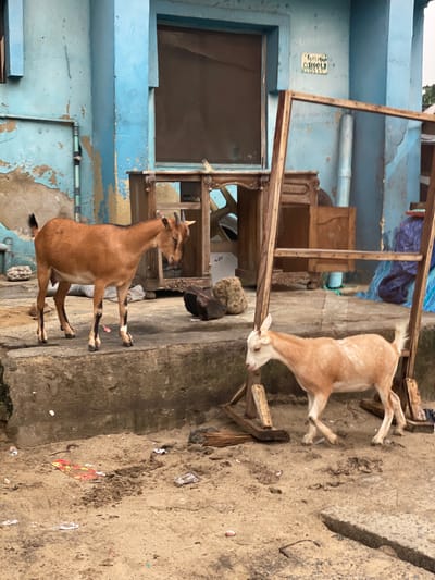 The image captures an outdoor urban scene in Lagos, Nigeria, featuring two domestic goats against a backdrop of a dilapidated blue building. The building, constructed of a material with peeling light-blue paint, reveals underlying beige and brown patches. It features two dark-paned window openings and a larger, darker opening further right, possibly a doorway or another window. A small, rectangular sign, illegibly faded but showing "GAS MAN OSIGOLZ" and other characters, is mounted on the wall above the left window. A light-colored pipe runs vertically along the left side of the building.
The ground comprises a raised concrete platform on the left, where a larger, reddish-brown goat stands. This goat has short horns, a black tail, and distinct dark markings on its lower legs. It is positioned facing right and slightly downwards. The foreground on the right consists of uneven, sandy-colored dirt scattered with various pieces of litter, including plastic wrappers, a red and yellow paper item, and other debris.
A large, upright wooden frame, appearing to be a screen or part of a structure, stands prominently in the mid-ground, separating the two goats. Behind the larger goat, several broken or disassembled wooden furniture pieces, resembling cabinets or frames, are visible. To the right of the large wooden frame, a smaller, cream-colored goat with short horns and a light tail walks on the dirt ground, moving from right to left. A blue tarp is partially visible behind the smaller goat. No human figures are present. The overall environment suggests an area of urban wear and discarded items.