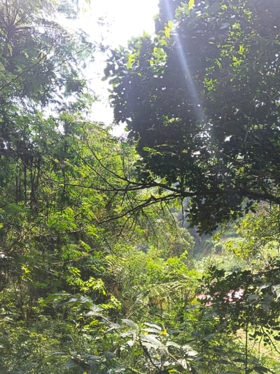 A vibrant, sun-drenched forest scene. Abundant greenery with varying textures dominates the view, ranging from ferns and leafy bushes to the dense canopy above. Sunlight filters through the leaves, creating bright highlights and deep shadows. A small patch of a building or structure peeks through the lower middle ground, adding a slight element of human presence within the natural setting.