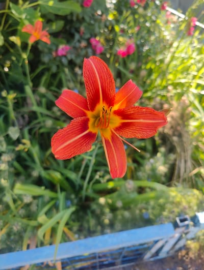 In Myskhako, Russia, a close-up, top-down view captures a vibrant orange lily in the foreground. The flower, with its six petals, displays delicate red venation and a bright yellow center. Surrounding the lily, a lush garden unfolds with green foliage, out-of-focus pink flowers, and sunlight dappling through the leaves. A bright blue railing with metal supports runs along the bottom edge of the frame, indicating the garden may be elevated or bordered by a structure. The background is a soft blur of natural elements, suggesting a peaceful outdoor setting.