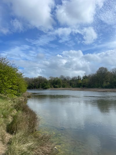 This image captures a serene natural landscape, likely an estuary or a wide river in the Portsmouth, United Kingdom area, under a bright, partly cloudy sky. The scene is split between a tranquil body of water on the right and a lush, verdant bank on the left.

The calm water reflects the blue sky and scattered white clouds, creating a mirror-like effect. Near the foreground on the right, the water's clarity allows a glimpse of submerged vegetation or sediment. Along the left side of the water, a dense line of trees forms the bank. Many of these trees are in full, vibrant green foliage, hinting at late spring or early summer. Some trees, however, still exhibit bare branches or sparse leaves, suggesting a transitional season.

In the immediate foreground on the left and bottom right, the bank is characterized by thick clumps of tall grasses and bushes, some green and vibrant, others a drier, brownish hue, indicating an untamed natural habitat.

The upper left portion of the image reveals a dynamic sky of brilliant blue, populated by various white clouds. These range from soft, puffy cumulus clouds to more elongated, wispy formations. High in the sky, a small, dark bird is visible in flight, adding a touch of wildlife to the peaceful vista.

The time of day appears to be bright daylight, possibly late morning or early afternoon, with clear visibility. The weather seems pleasant with scattered clouds. There are no people or visible man-made objects, highlighting the pristine and natural character of the environment. No text is visible in the media file.